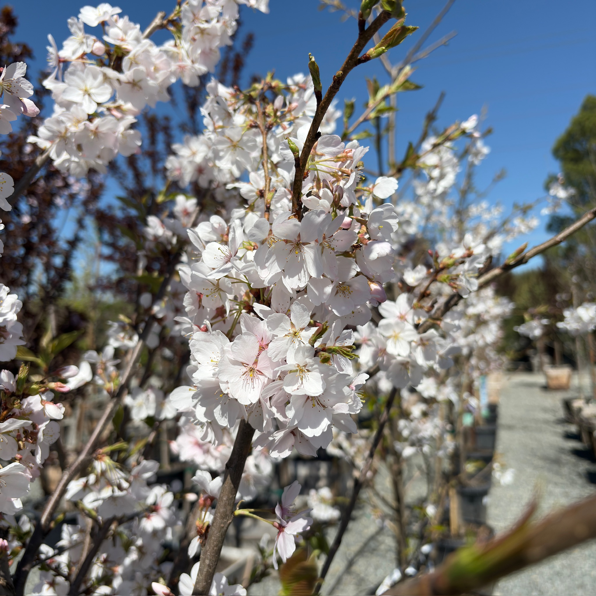 Yoshino Flowering Cherry