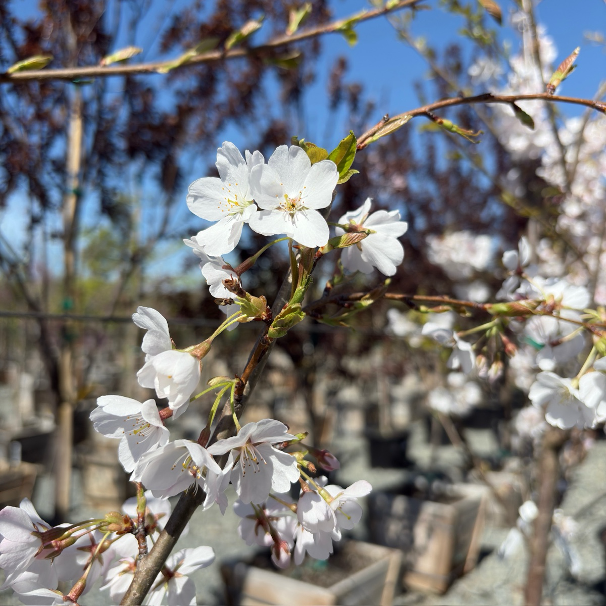 Yoshino Flowering Cherry