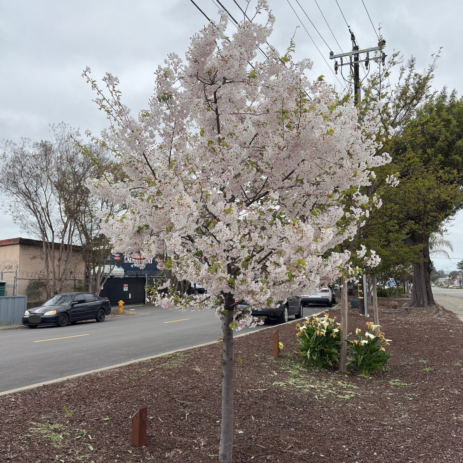 Yoshino Cherry Tree | Classic White Pink Spring Blooms – Victory