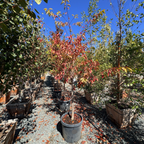 Yoshino Flowering Cherry