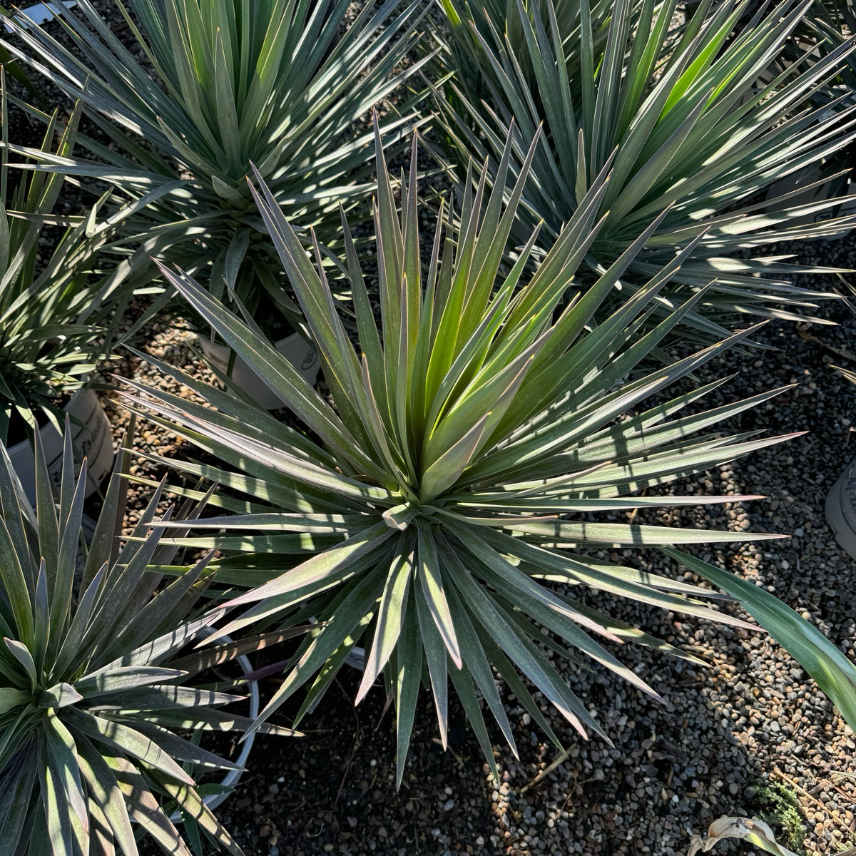 Magenta Magic Yucca | Vibrant Pink-Tinged Foliage Plant – Victory