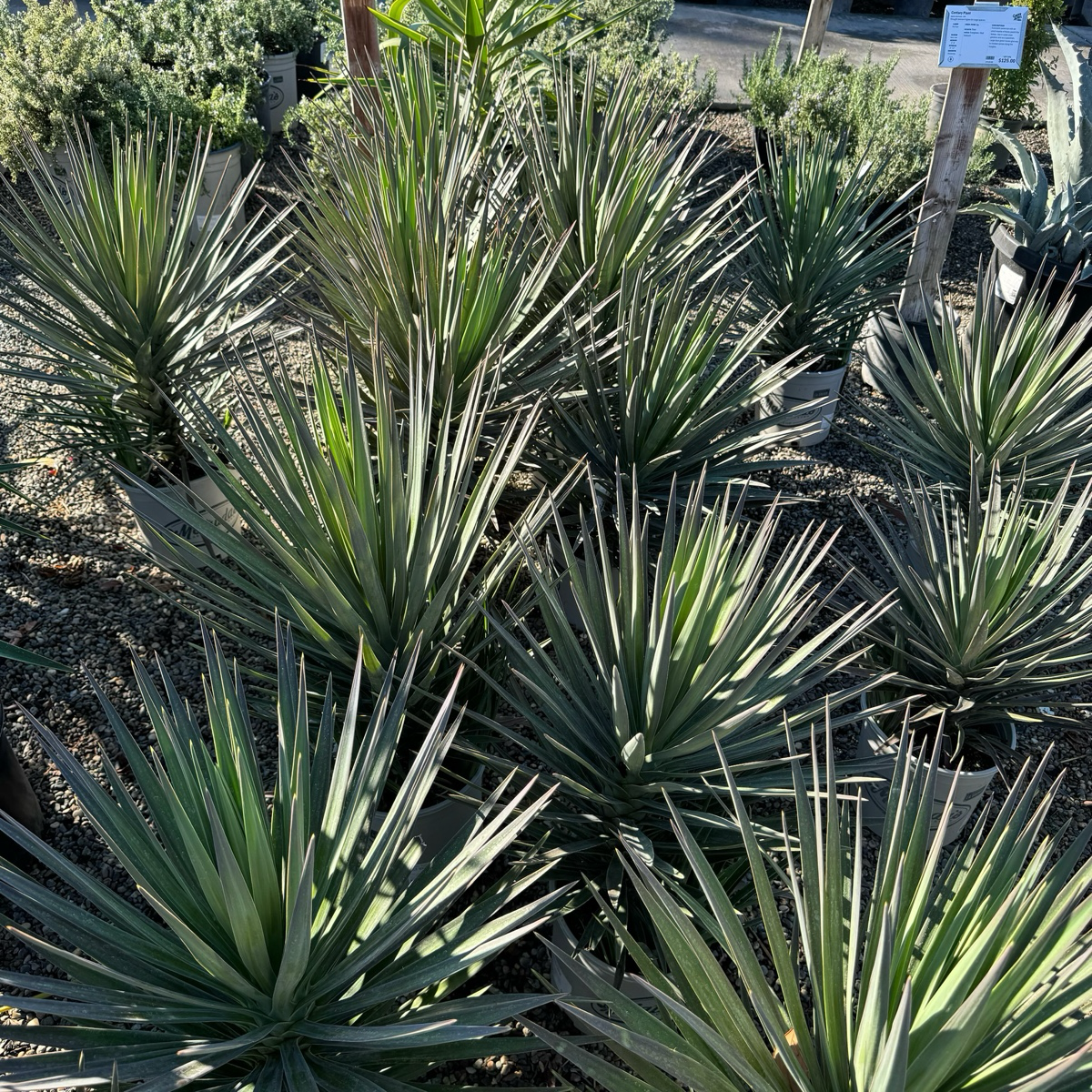 Yucca 'Magenta Magic'