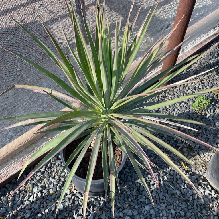 ユッカ ma-- Magenta Magic Yucca | Vibrant Pink-Tinged Foliage Plant – Victory