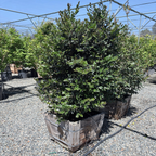 Yuletide Camellia