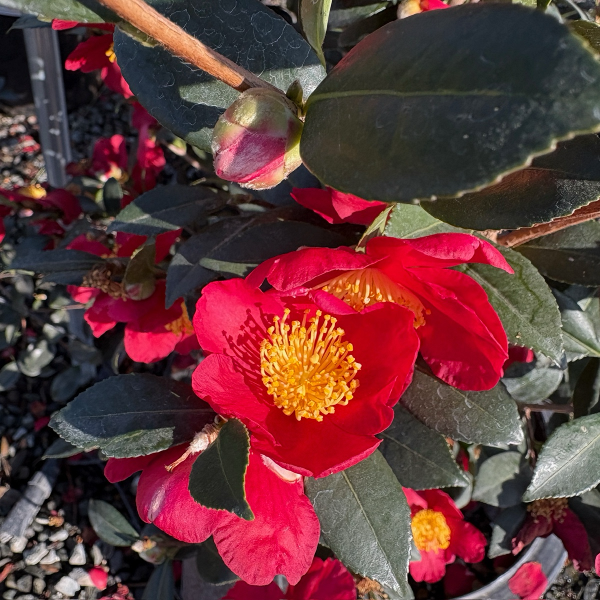 Yuletide Sun Camellia