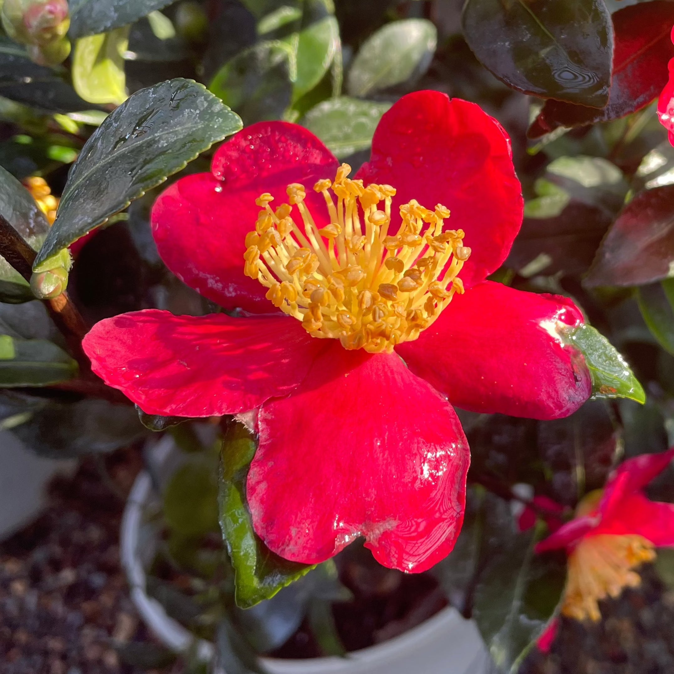 Yuletide Sun Camellia