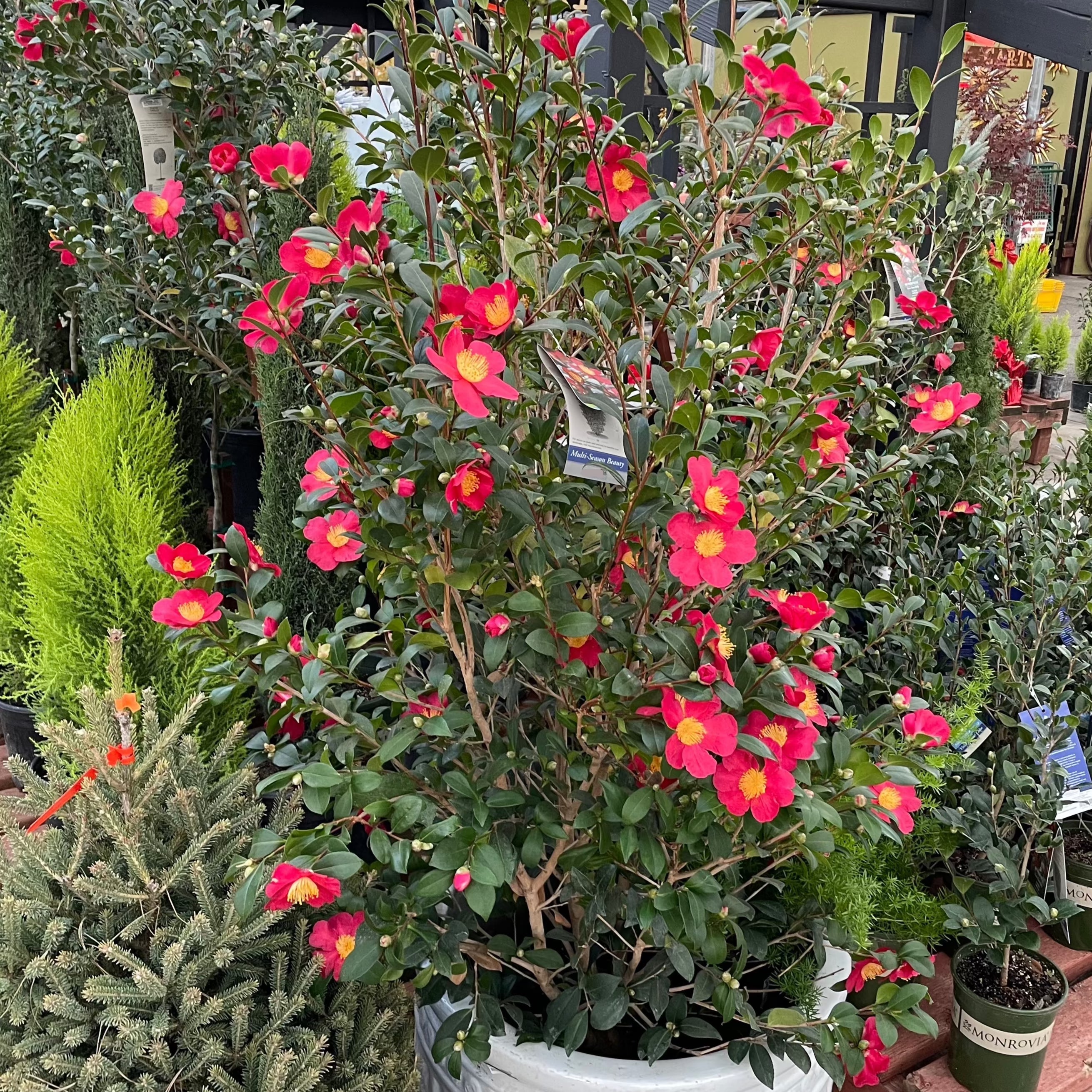 Yuletide Sun Camellia