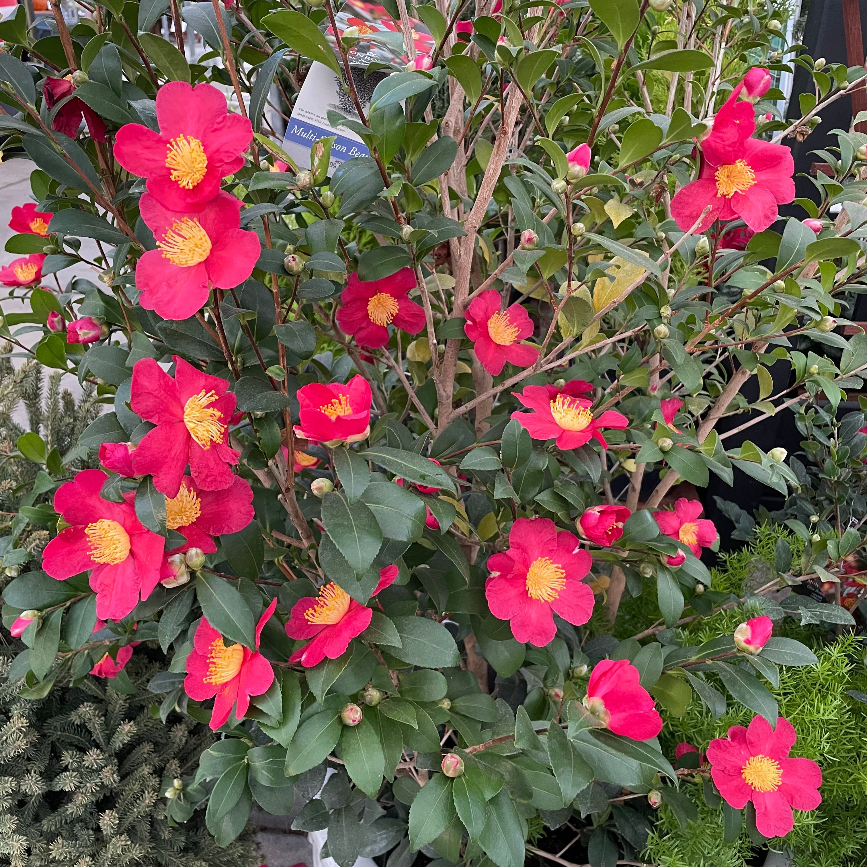 Yuletide Sun Camellia