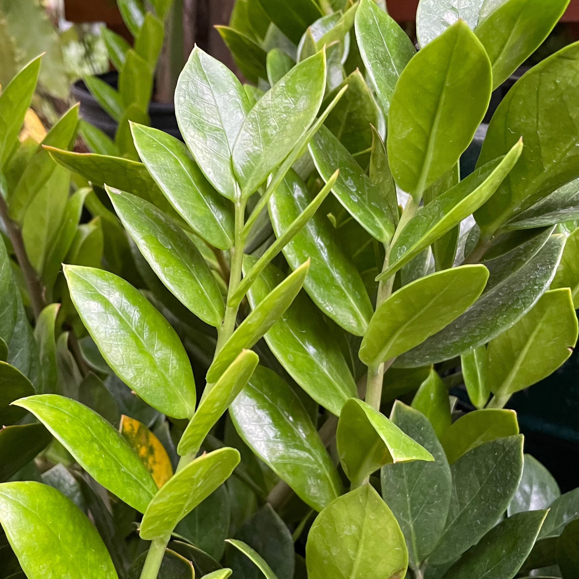 zz plant light green leaves ZZ Plant
