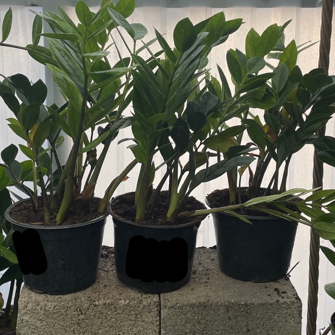 3 gallon zz plant ZZ Plant