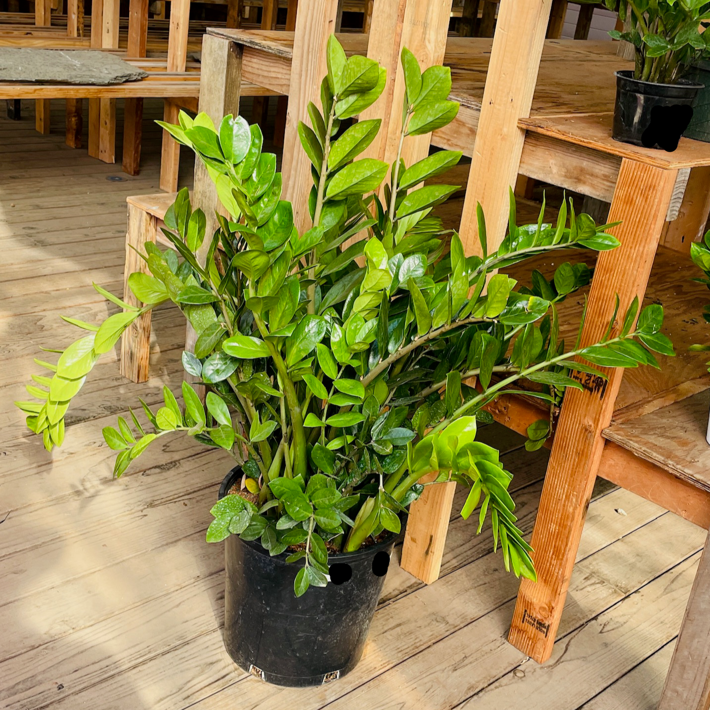 zz plant near me ZZ Plant - 6 Inch Pot main image 0