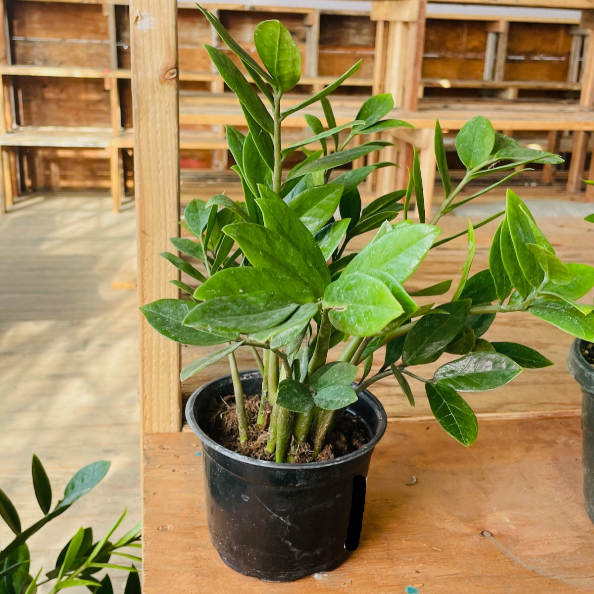 ZZ Plant | Ultra Low Light Indoor Plant – Victory Nursery