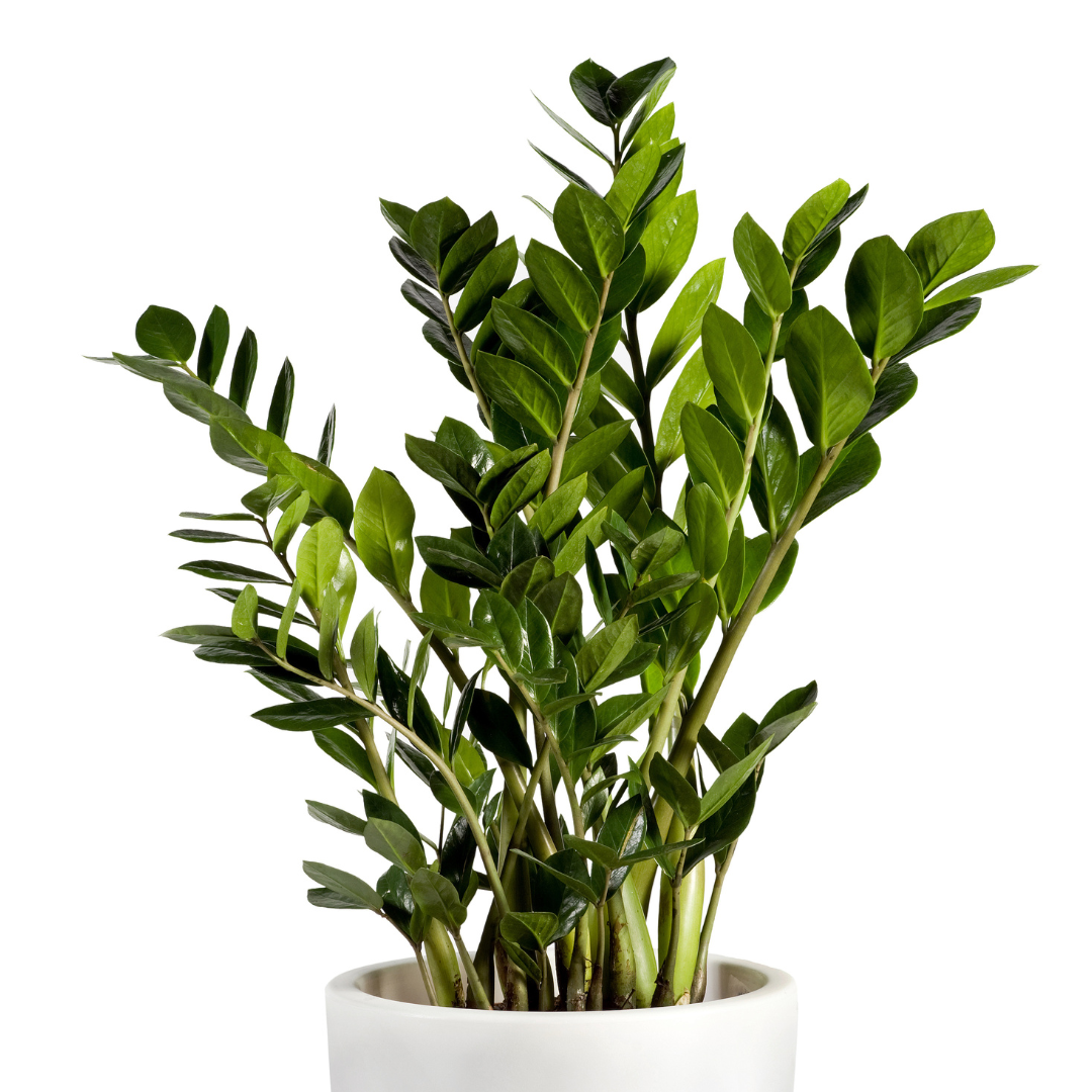 ZZ Plant