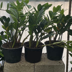 ZZ Plant