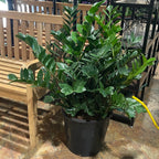 ZZ Plant