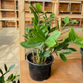 ZZ Plant