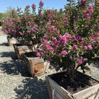 Zuni Crape Myrtle