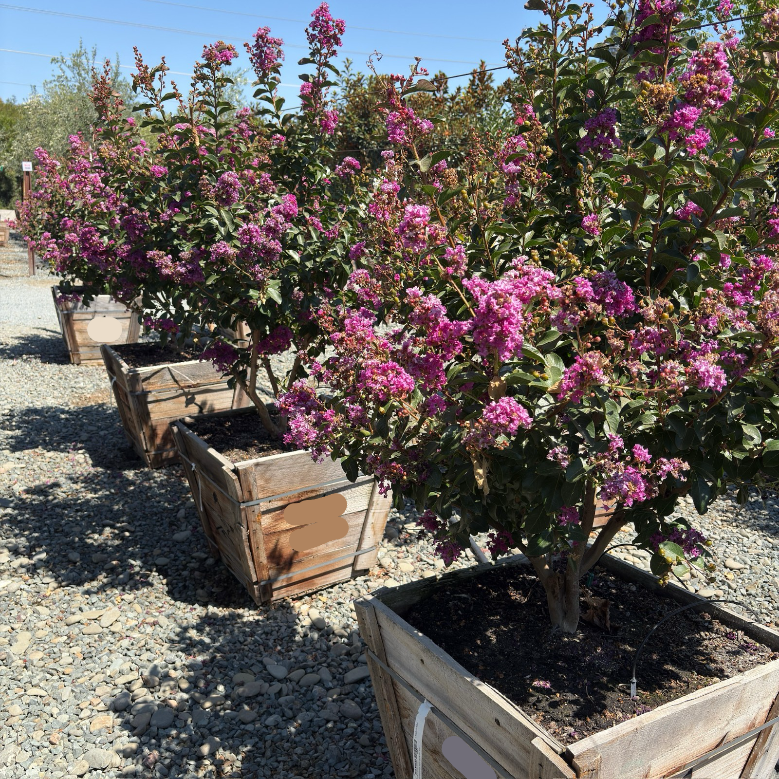 Zuni Crape Myrtle
