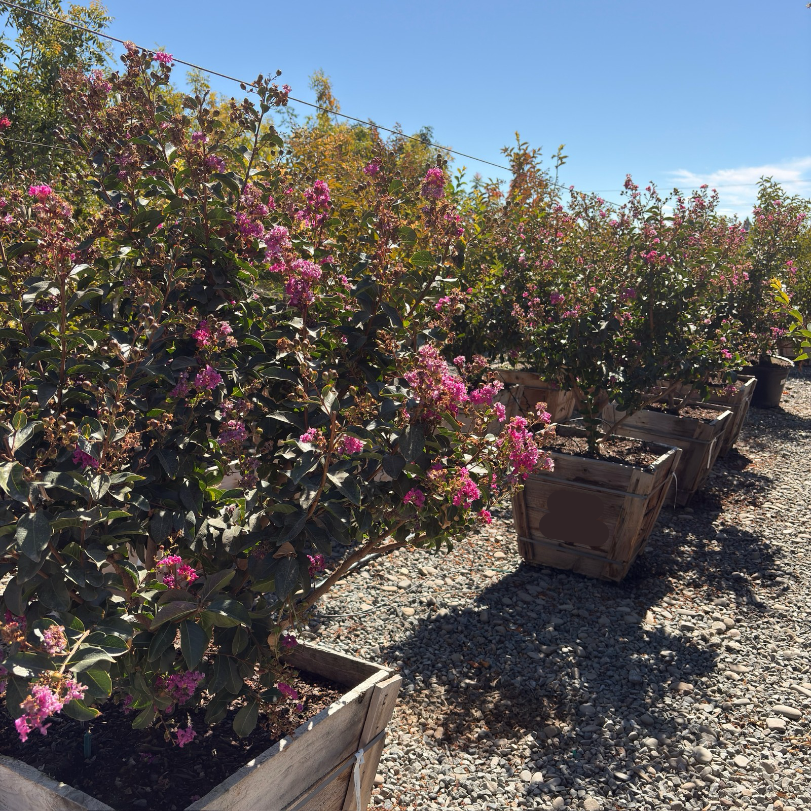 Zuni Crape Myrtle