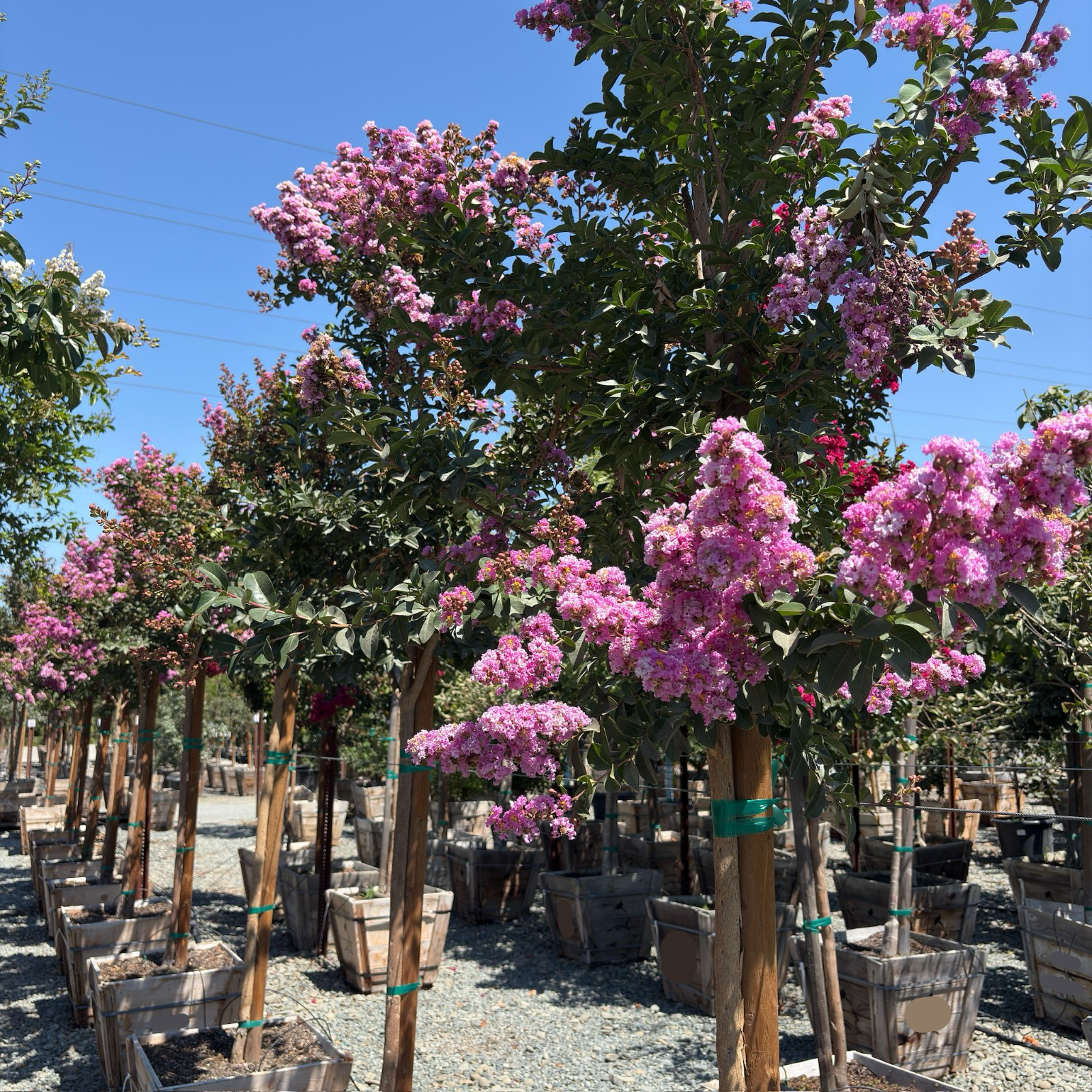 Zuni Crape Myrtle