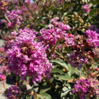Zuni Crape Myrtle