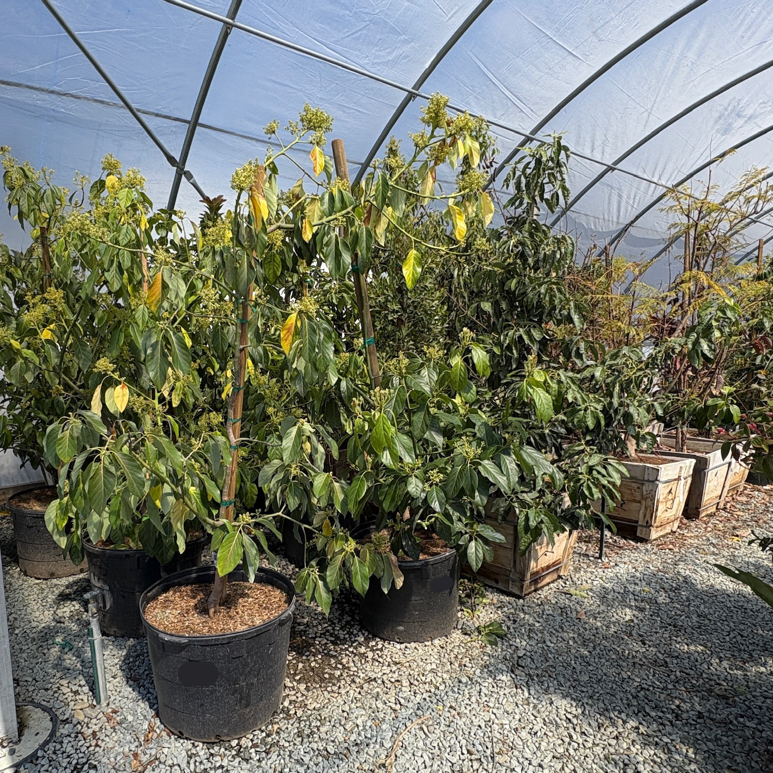 Zutano Avocado