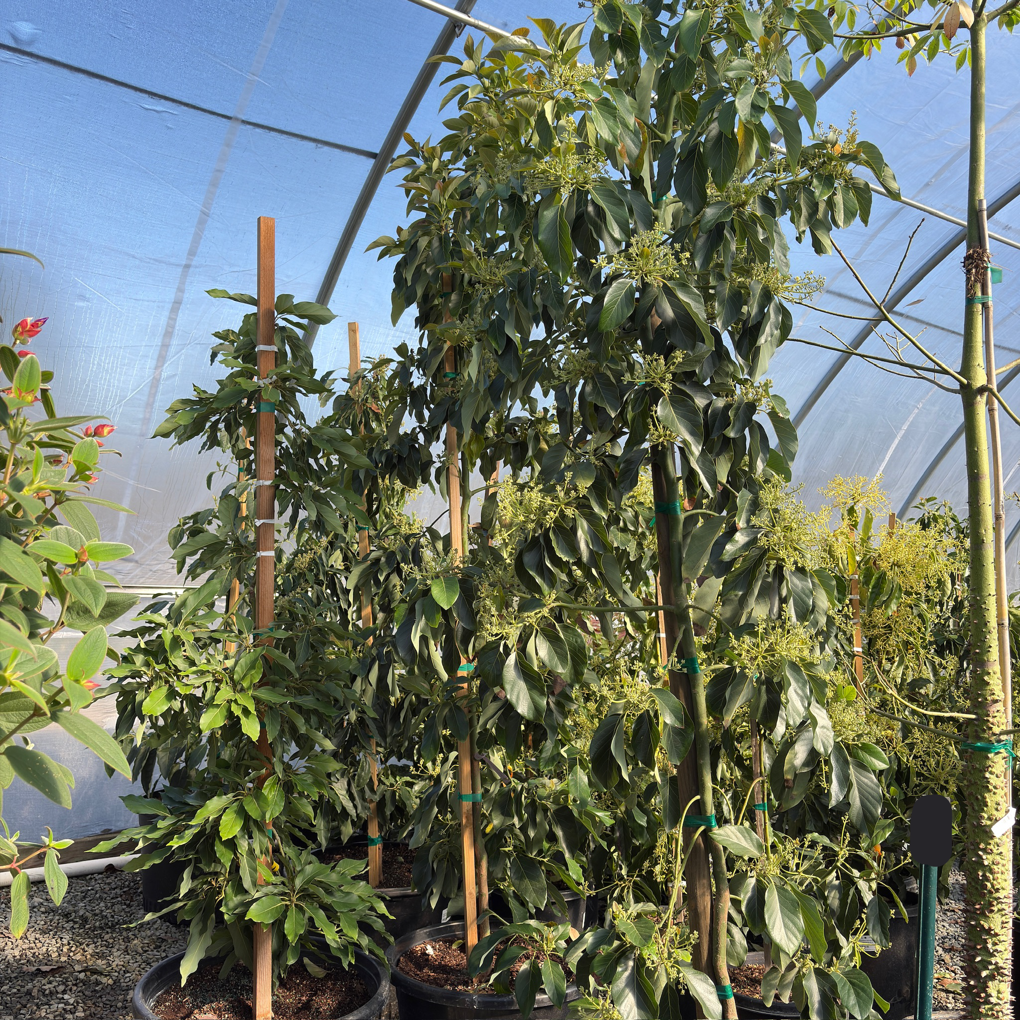 Zutano Avocado