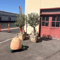 Actual special edition pair of Arizona olive trees in 24-inch boxes with planter shown