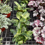 Collection of potted  birkin white wave with green, pink, and white leaves on a grid background