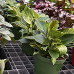 Green potted  birkin white wave on a gray grid with other plants in the background