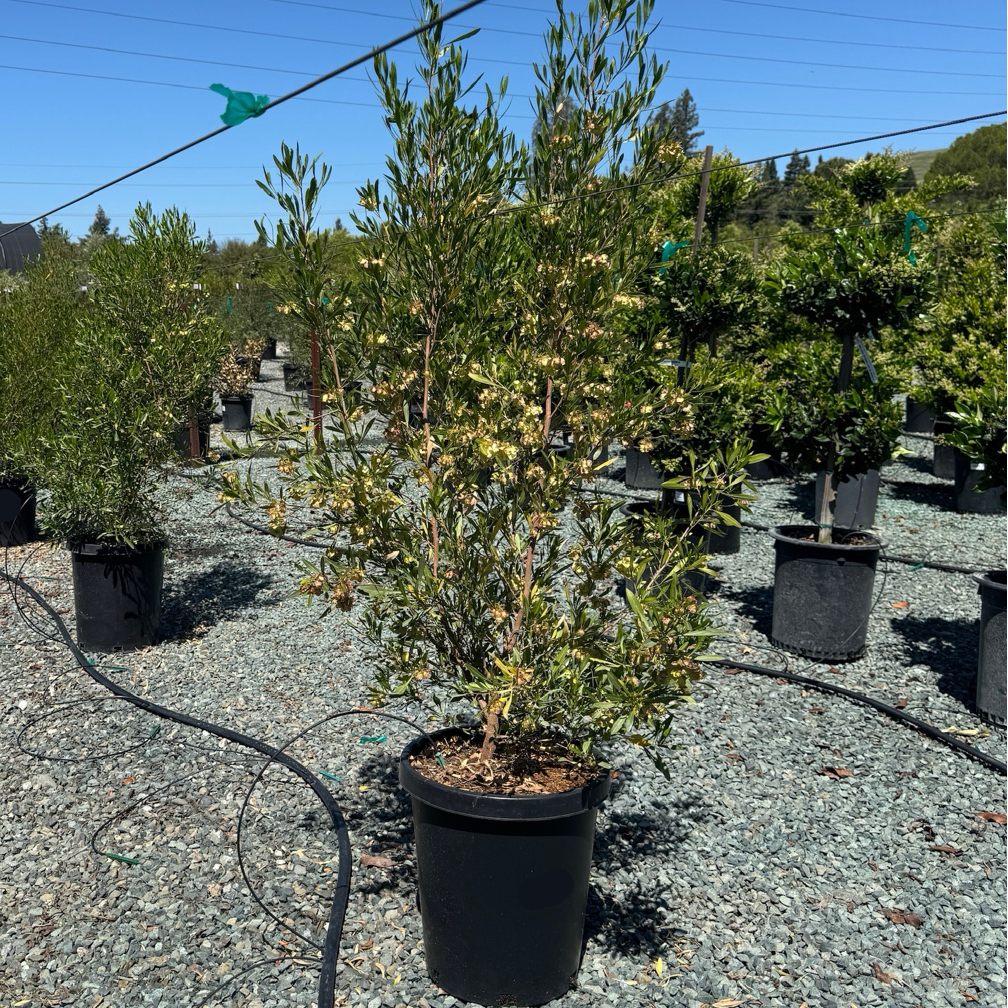 Dodonaea viscosa Green Hopseed Bush upright growth habit