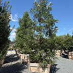 fernleaf Catalina Ironwood