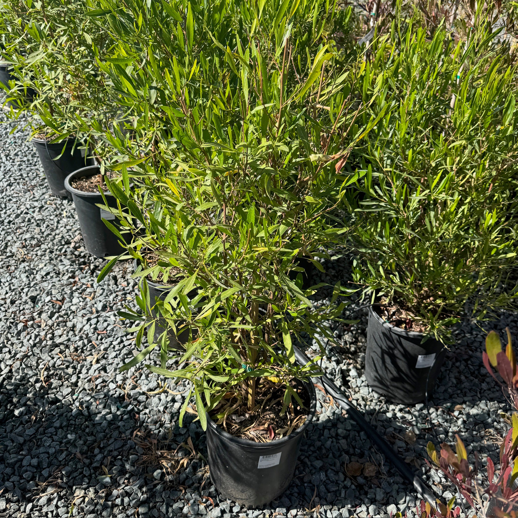 Arizona Green Hopseed Bush | Dense Drought Tolerant Evergreen