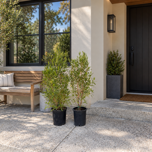 Arizona Green Hopseed Bush | Dense Drought Tolerant Evergreen