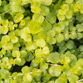 Close-up of Moneywort Creeper Gold with a focus on texture and color.