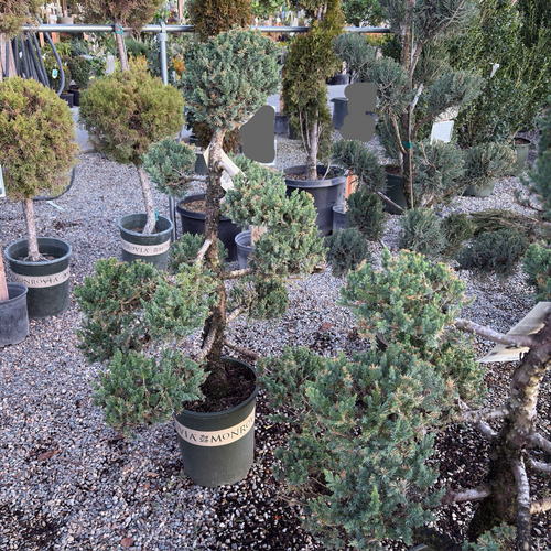 pom pom bonsai tree Juniper Pom Pom – Victory Nursery