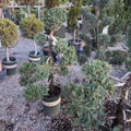 Potted Juniper Pom Pom trees in a garden center setting with gravel ground.