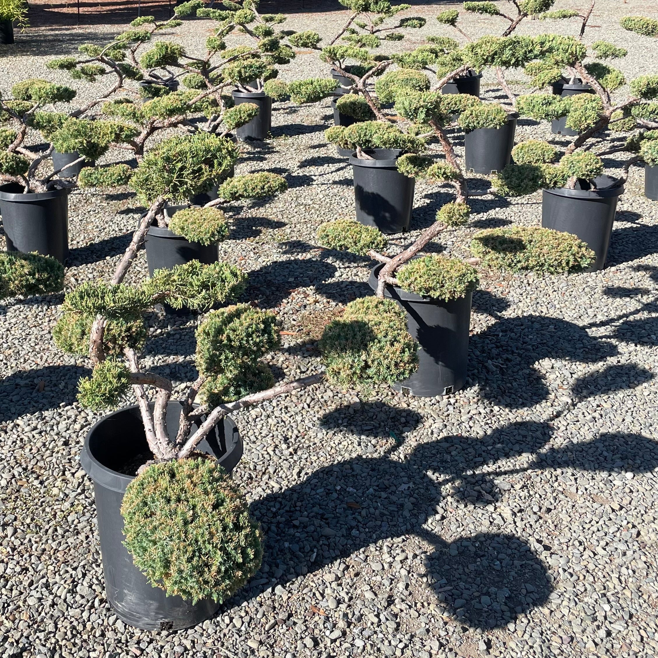 pom pom bonsai tree Juniper Pom Pom