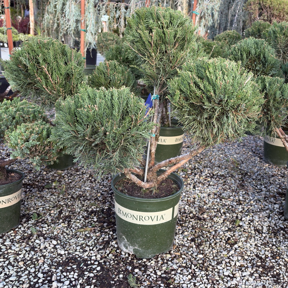 pom pom bonsai tree Juniper Pom Pom – Victory Nursery