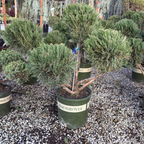 Potted Juniper Pom Pom trees with 'Monrovia' labels on a gravel surface.