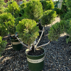 Potted Juniper Pom Pom trees with 'Monrovia' labels in a nursery setting