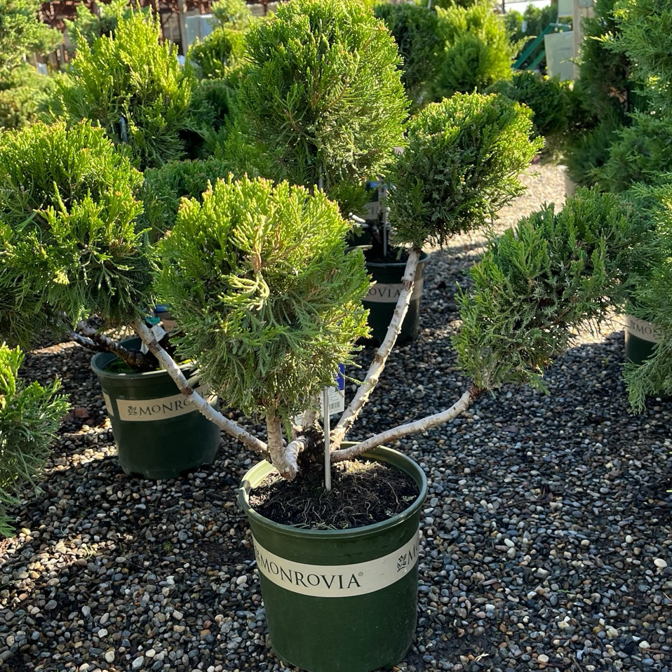 Potted Juniper Pom Pom trees with 'Monrovia' labels in a nursery setting