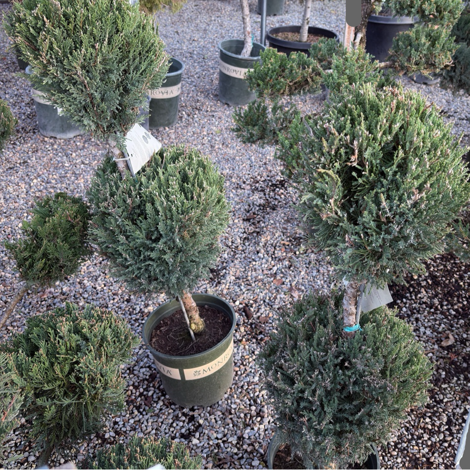 Potted Juniper Pom Pom trees on a gravel surface with visible labels.