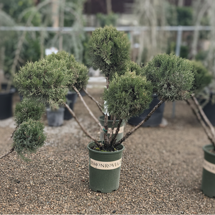 Juniper Pom Pom – Victory Nursery