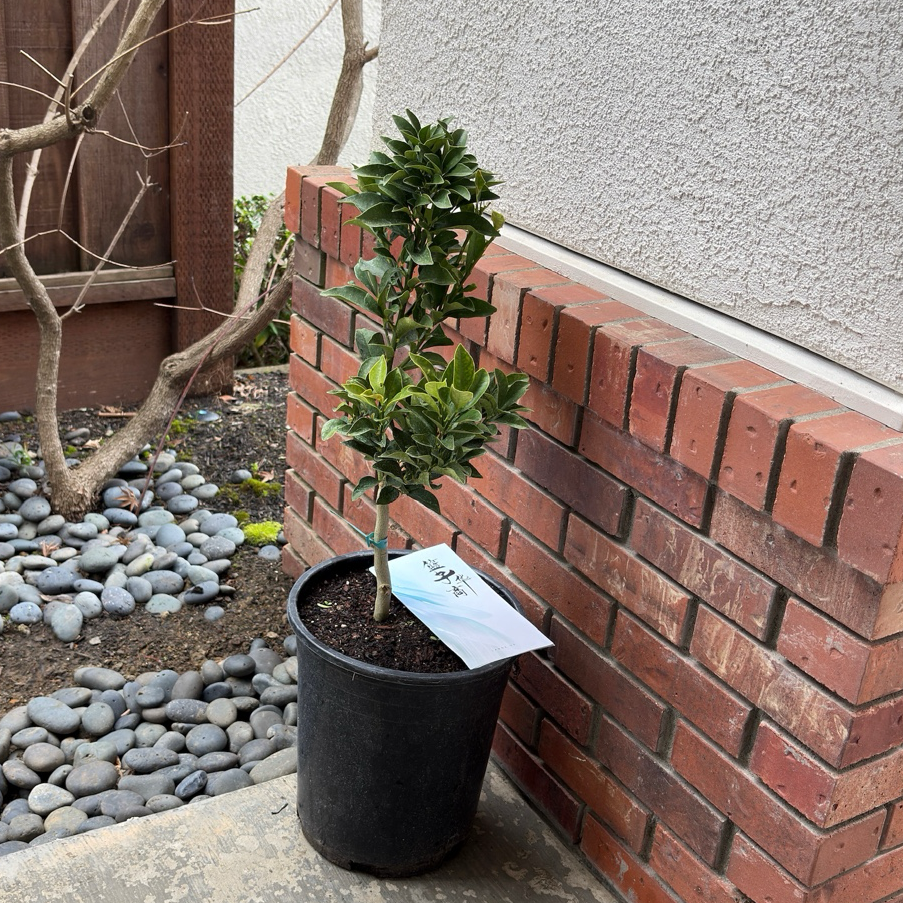 kumquat potted plant Meiwa Kumquat Tree