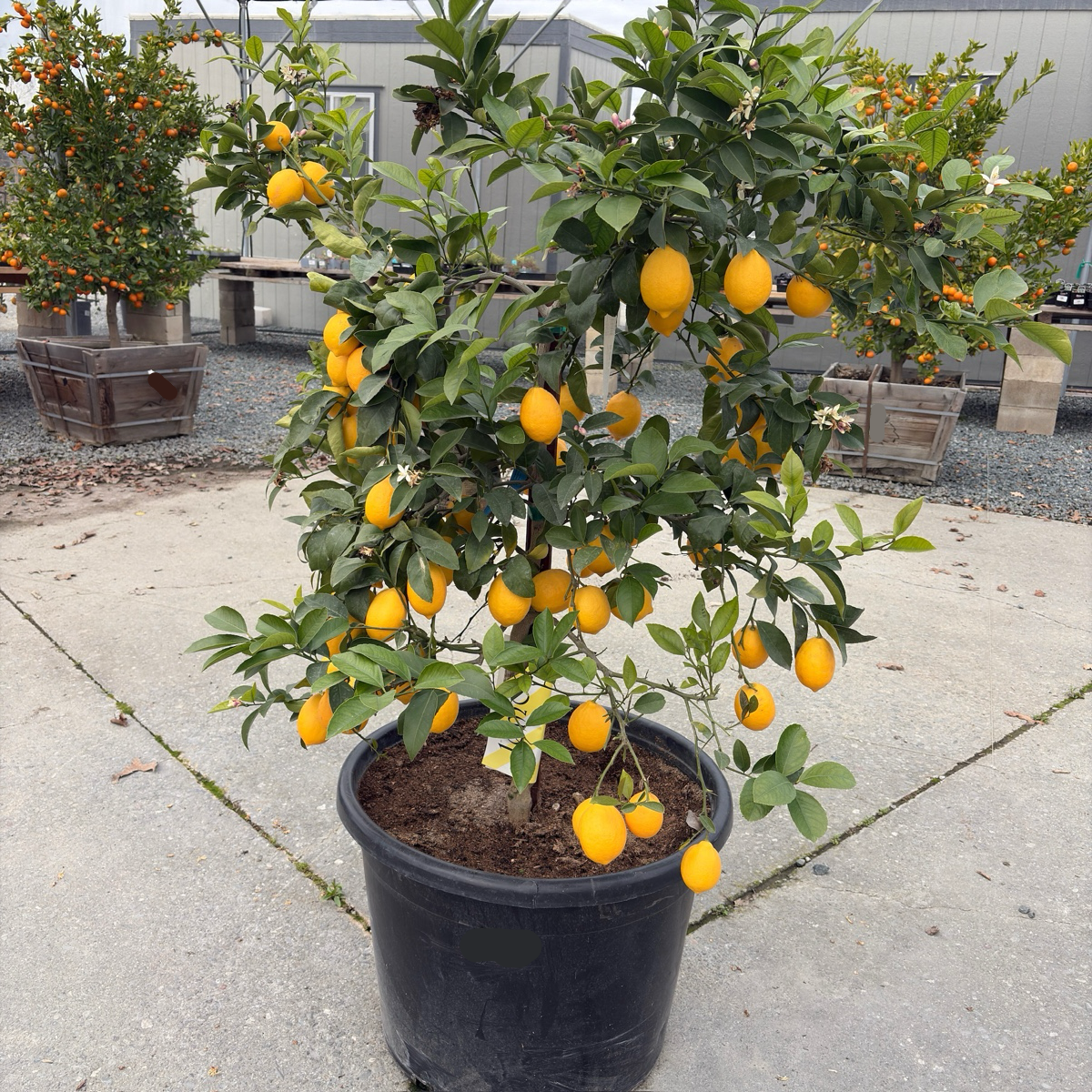 mproved Meyer Lemon