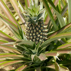 Close-up of a pineapple growing on a plant with green leaves.