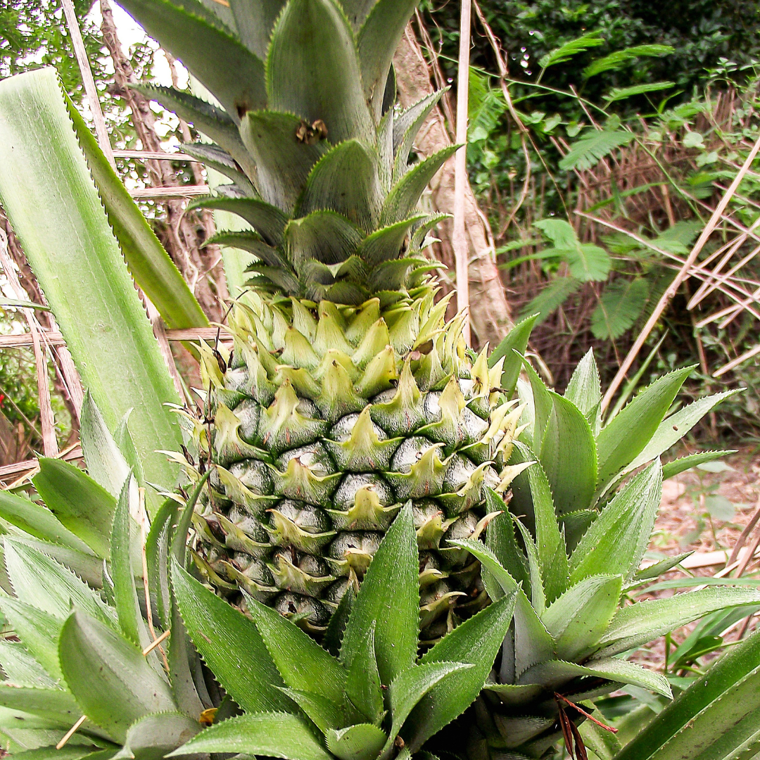Green pineapple with leaves in a natural setting