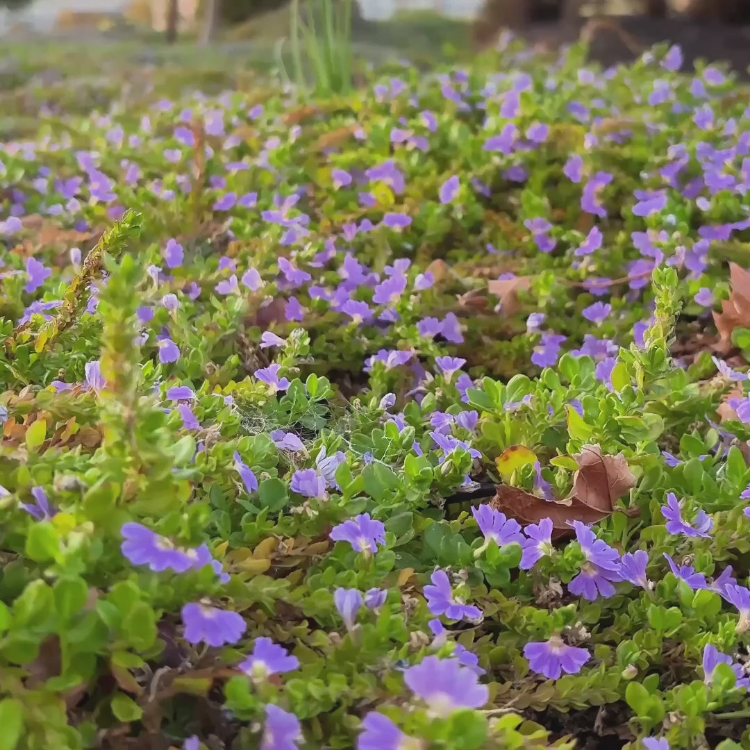 Blue Violet  Fan Flower