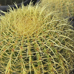 Golden Baned Cactus